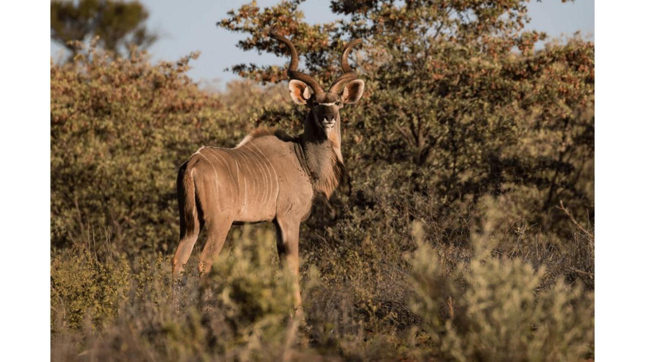 Sandune Game Lodge Gobabis المظهر الخارجي الصورة