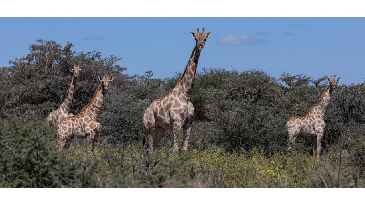 Sandune Game Lodge Gobabis المظهر الخارجي الصورة